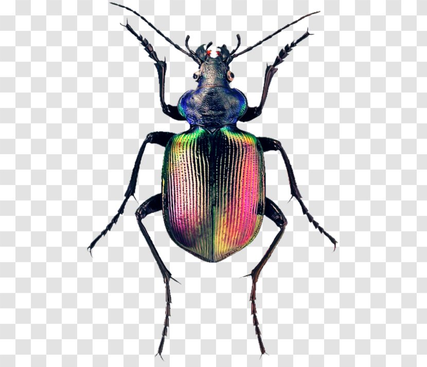 Weevil The Book Of Beetles: A Life-Size Guide To Six Hundred Nature's Gems Calosoma Sycophanta Fiery Searcher - Stag Beetle Transparent PNG