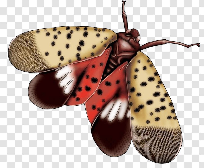 Moth Image Cartoon Design - Pollinator - Moths Transparent PNG