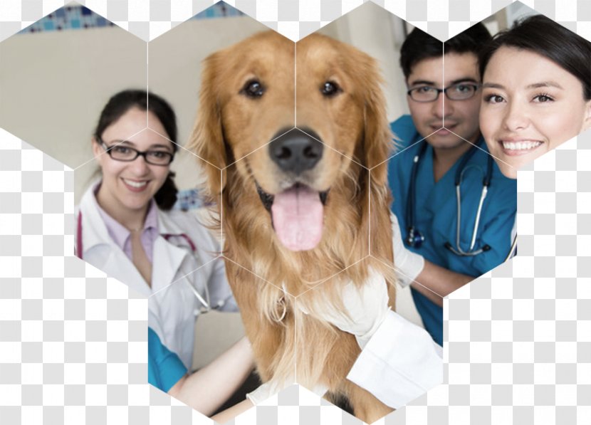 Dog Veterinary Medicine Veterinarian Paraveterinary Worker Cat - Retriever Transparent PNG