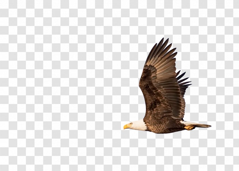 Bald Eagle Rabbi Rosh Hashanah Hawk Vulture - Audience Transparent PNG