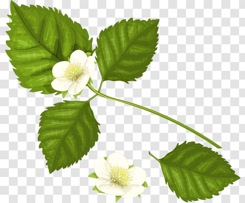 Raspberry Clip Art - Red - White Strawberry Flowers Transparent PNG
