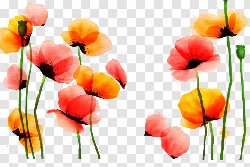 Poppy Watercolor Painting Flower Red Yellow - Opium - Free Cutout Transparent PNG