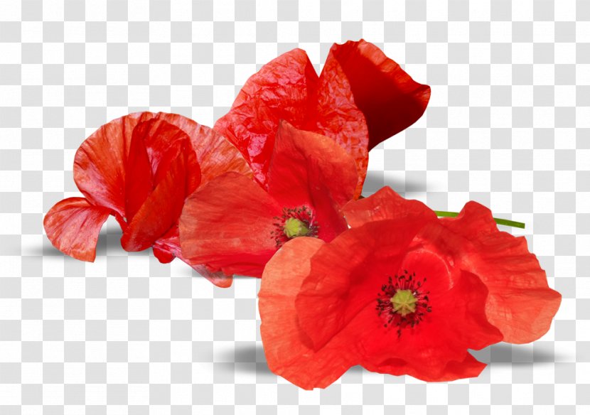 South Australia Armistice Day Anzac Remembrance Poppy Australian And New Zealand Army Corps - Family Transparent PNG