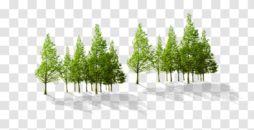Tree - Elevation - Trees Under The Sun Transparent PNG