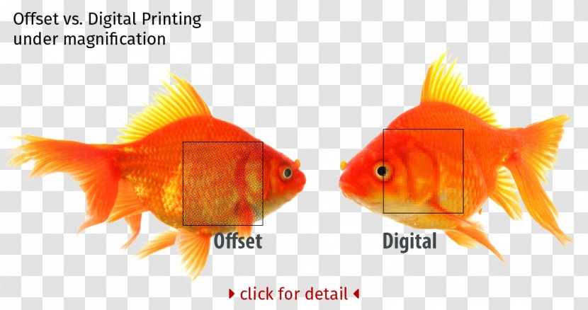 Offset Printing Digital Litho Data - Fauna Transparent PNG