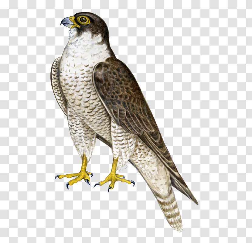 Bird Hawk Falcon Flight - Camera - Standing Transparent PNG