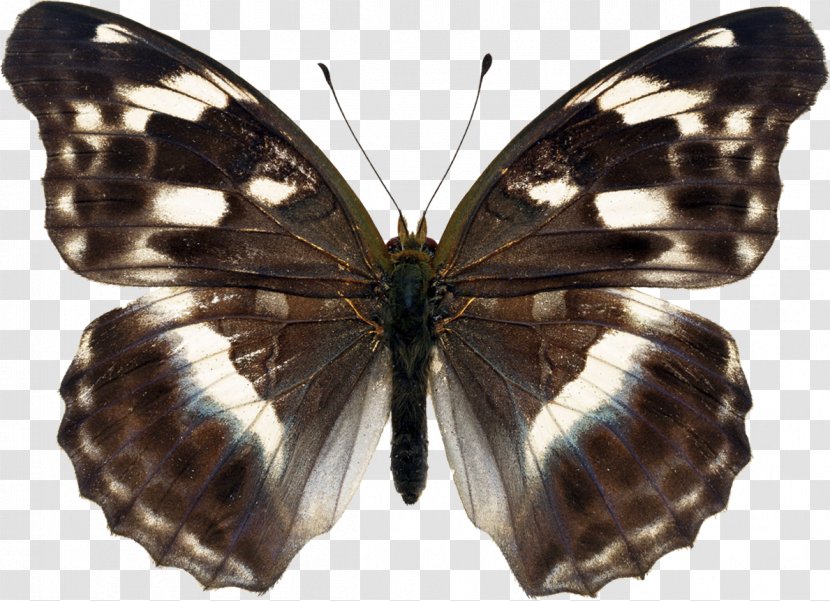 Brush-footed Butterflies Butterfly Pieridae Gossamer-winged Moth - Antenna Transparent PNG