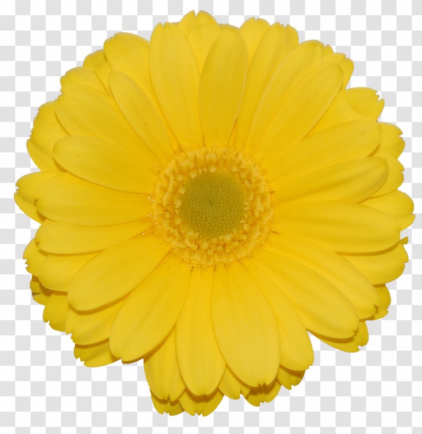 Flower Illustration Yellow Transvaal Daisy Product Transparent PNG