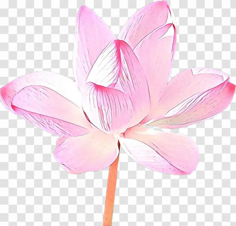 Lotus Transparent PNG