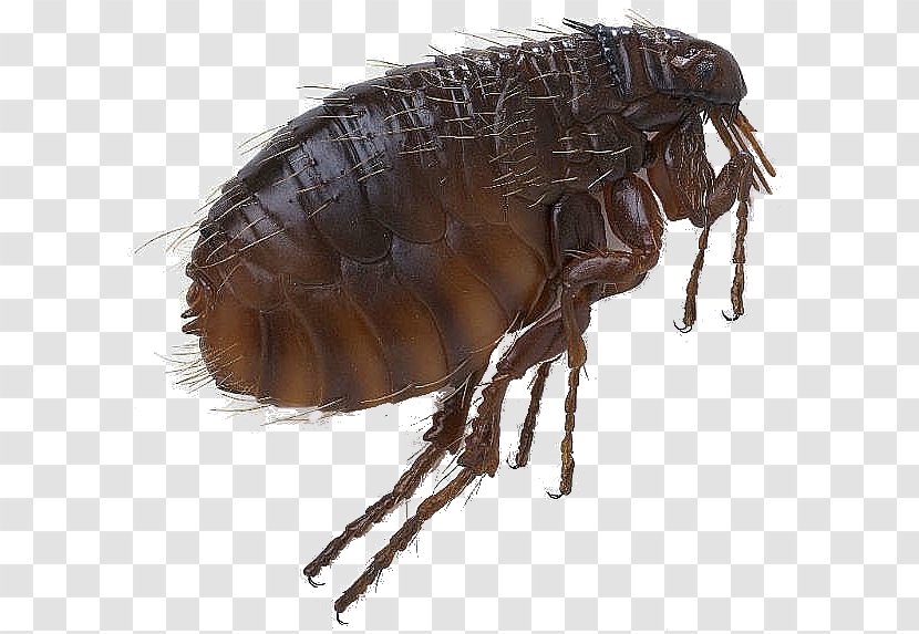 Cat Flea Dog - Pest Transparent PNG