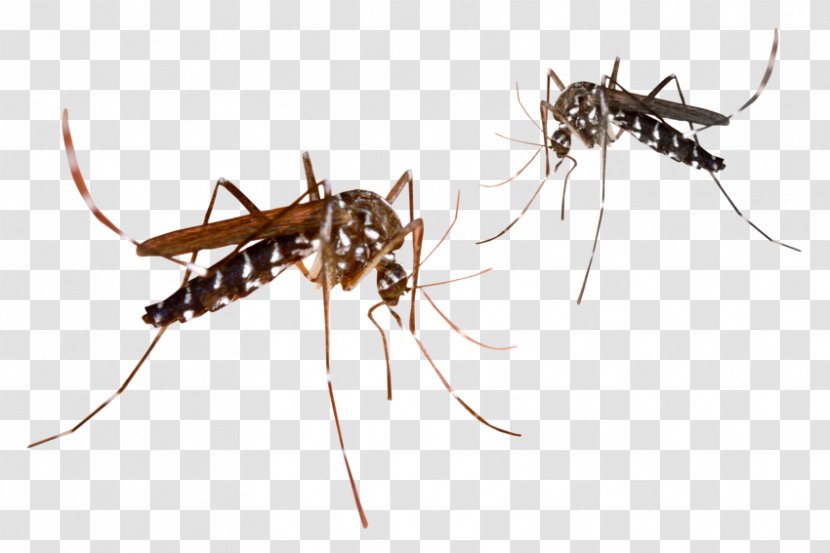 Marsh Mosquitoes Malaria Mosquito Control Mosquito-borne Disease - Arthropod - Gnat Transparent PNG