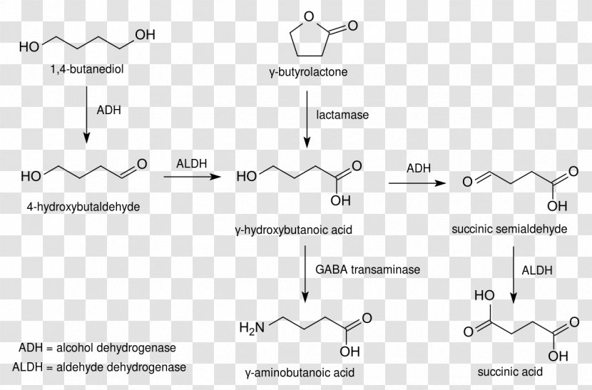 1,4-Butanediol Gamma-hydroxybutyrate Gamma-Butyrolactone Metabolism - Silhouette - Pathway Transparent PNG