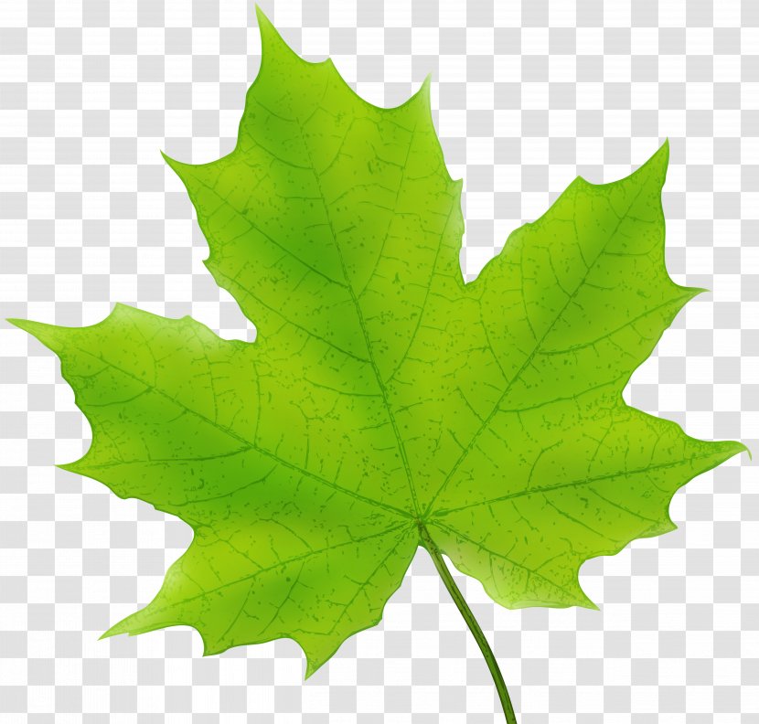 Maple Leaf Canada Clip Art - Red - Green Leaves Transparent PNG