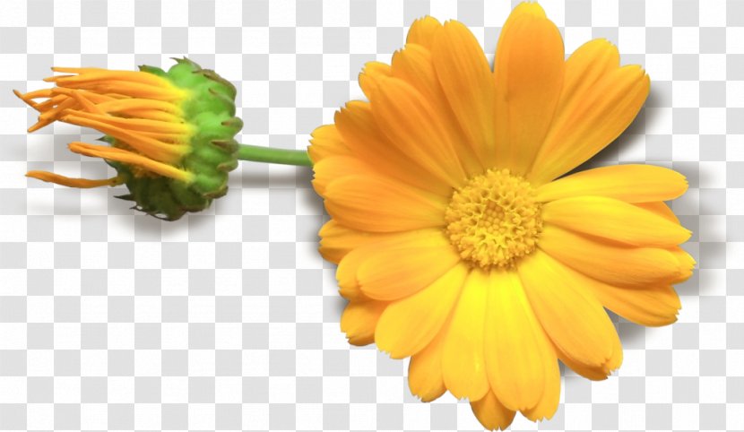 Flower Yellow Clip Art - Petal - Floral Decoration Pattern Transparent PNG