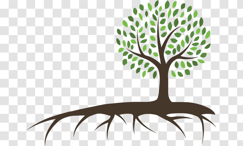 Branch Tree Of Life - Plant Transparent PNG