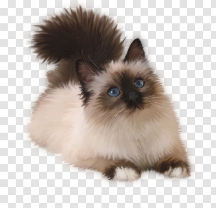 Kitten Siamese Cat Balinese Birman Ragdoll - Domestic Longhaired - Chat Chaton Transparent PNG
