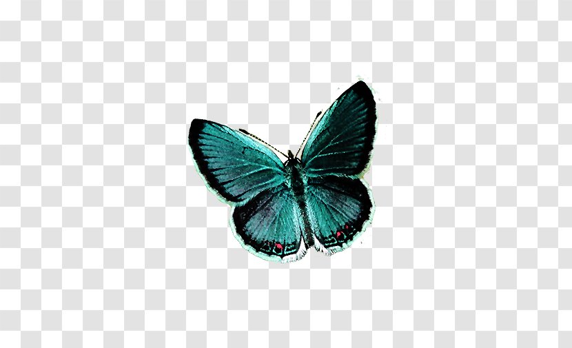 Butterfly Net Insect Rhetus Periander - Butterflies And Moths - Dream Big Blue Transparent PNG