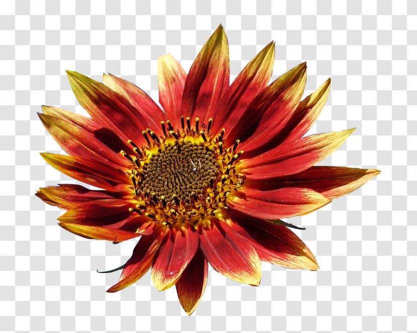 Flower Petal Chrysanthemum Clip Art - Flowering Plant - Orange Transparent PNG