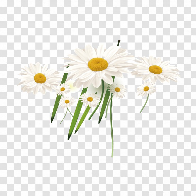 Common Sunflower Euclidean Vector - Daisy Family - White Sun Flower Decoration Transparent PNG