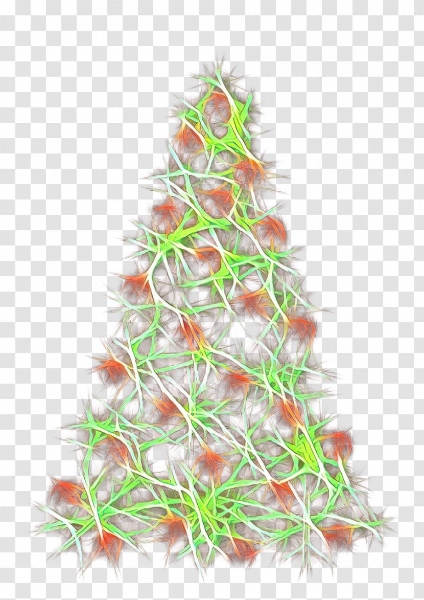 Christmas Tree - Colorado Spruce - Conifer Pine Transparent PNG