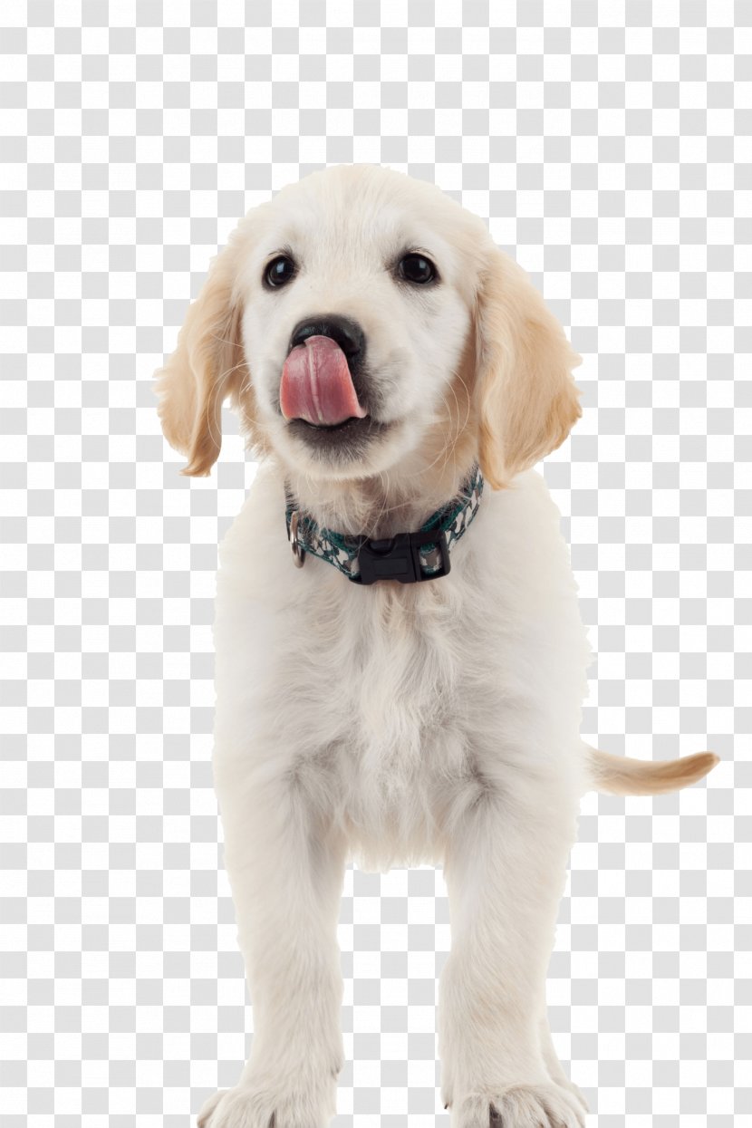 Labrador Retriever Golden Rottweiler Puppy Dog Food Transparent PNG