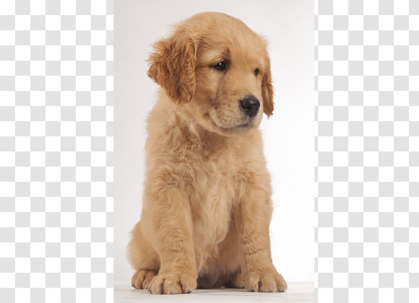 Golden Retriever Goldendoodle Puppy Dog Breed Companion Transparent PNG
