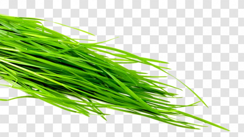 Wheatgrass Common Wheat Leaf Vegetable Herb Sodium Bicarbonate Transparent PNG
