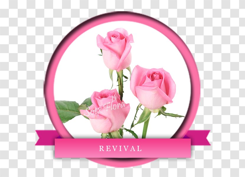 Garden Roses Cabbage Rose Floral Design Cut Flowers - Flower Transparent PNG