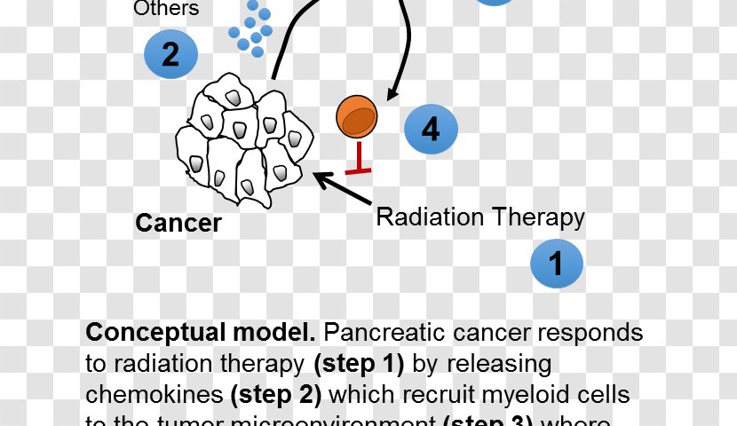 Radiation Therapy Perelman School Of Medicine Oncologist Pancreatic Cancer - Flower Transparent PNG