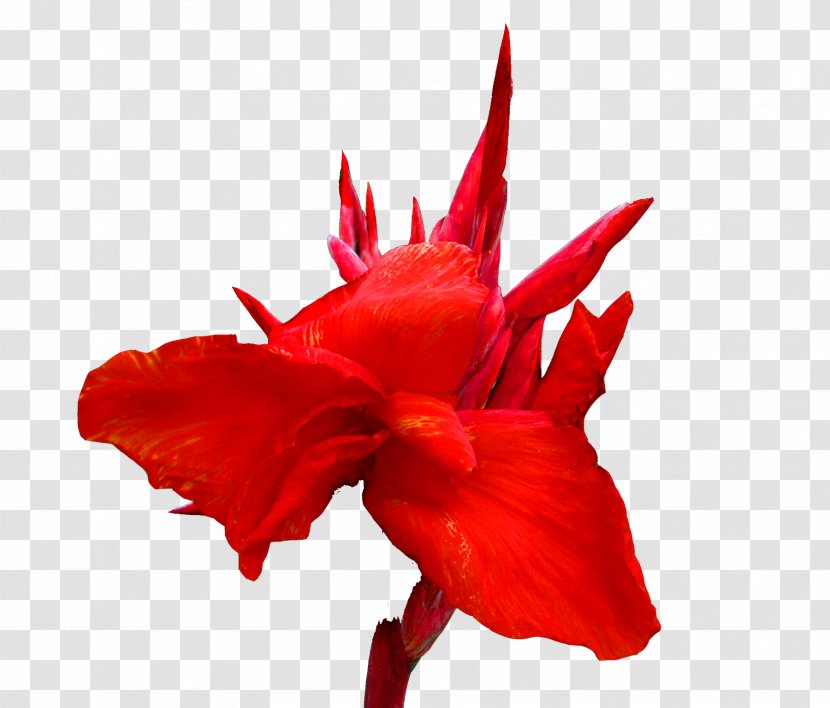 Canna Red Cut Flowers Lilium - Cannabis Pictures Transparent PNG