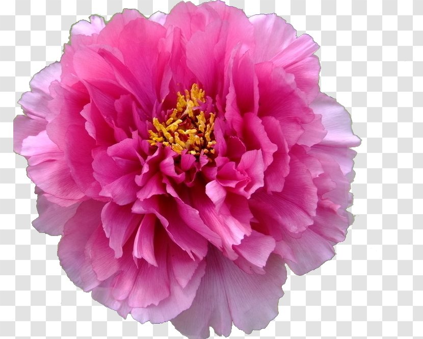 Moutan Peony Clip Art - Plant - Flower Transparent PNG