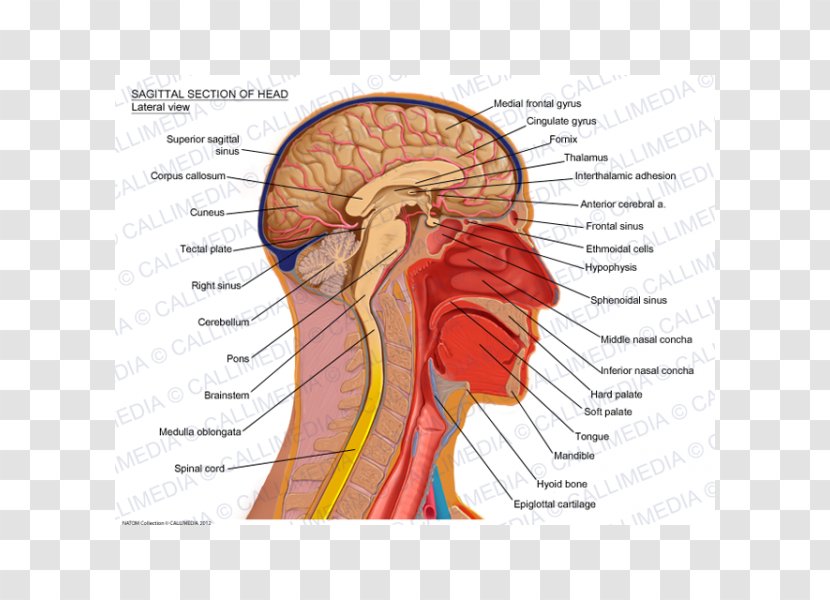Sagittal Plane Human Head Anatomy Brain - Cartoon Transparent PNG