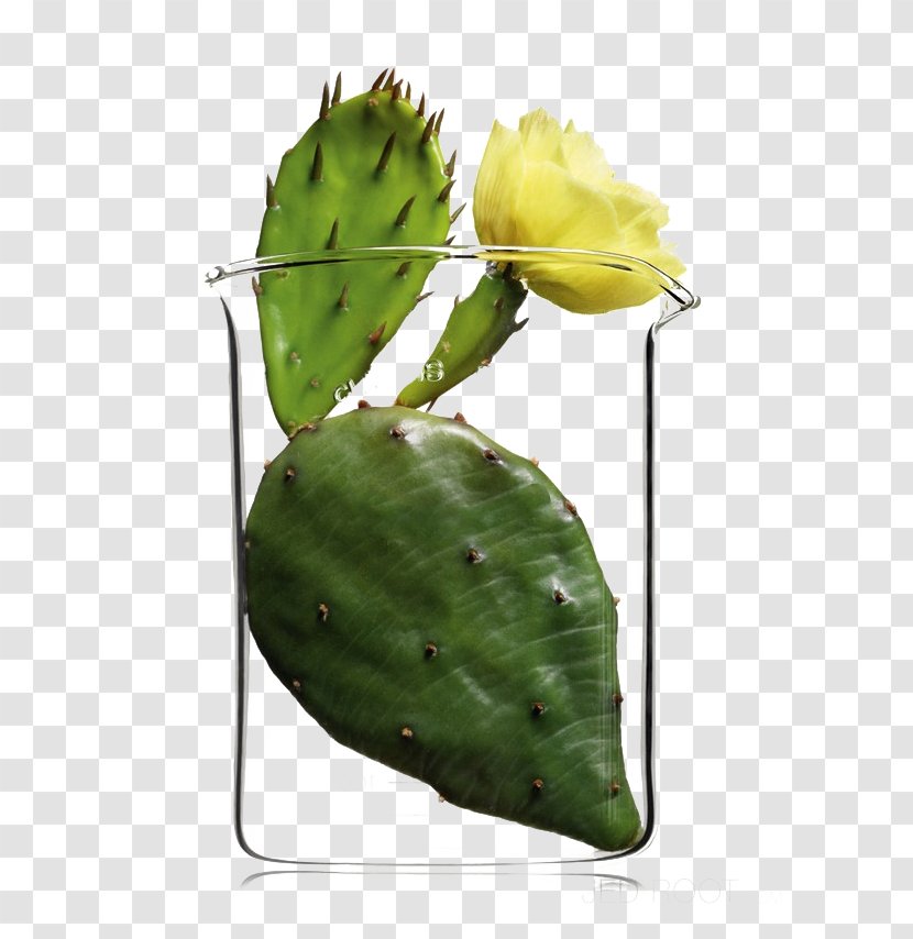 Cosmetics Clarins Perfume Personal Stylist Skin Care - Plant - Cup Cactus Transparent PNG