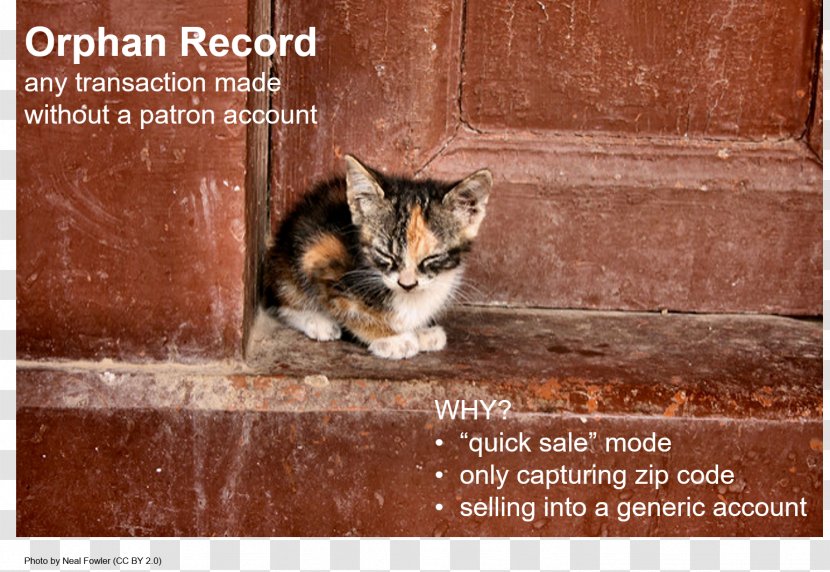 Feral Cat Kitten Puppy - Grumpy Transparent PNG