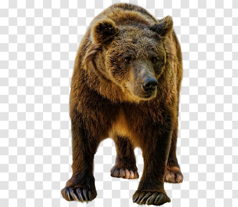 American Black Bear Grizzly Spray Kamchatka Brown - Carnivoran Transparent PNG