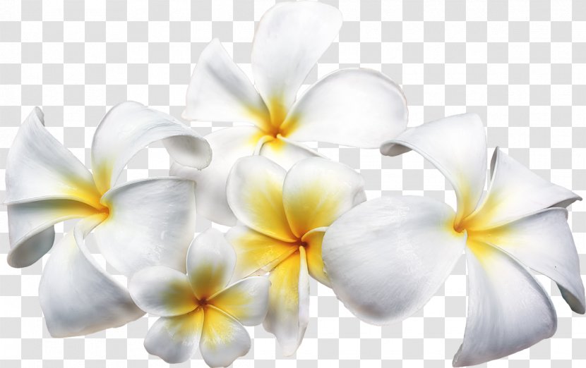 Frangipani Flower Clip Art - Petal Transparent PNG