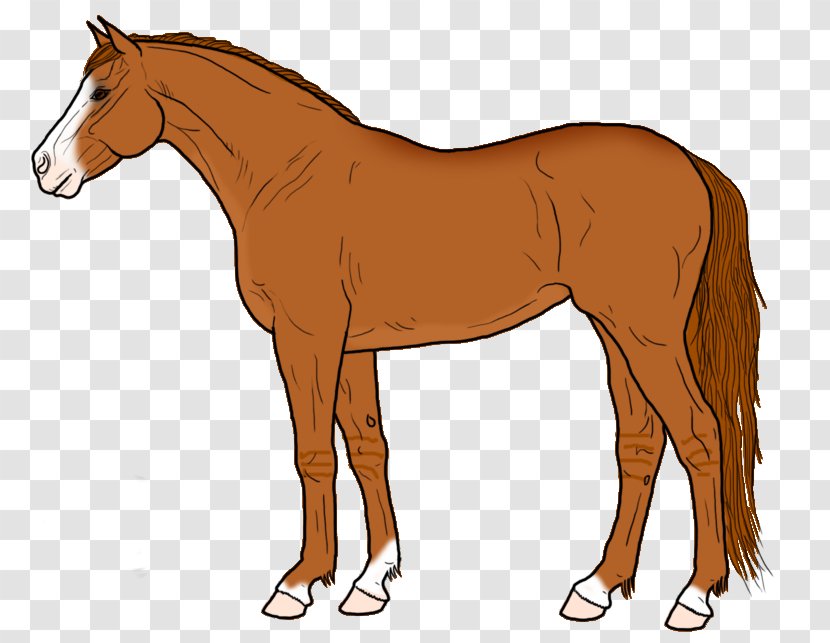 Mustang Foal Stallion Colt Mare - Horse Transparent PNG