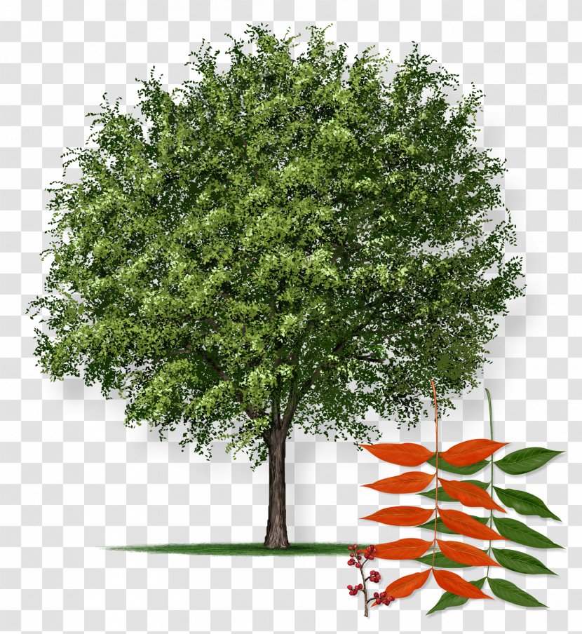 Pistacia Chinensis Northern Red Oak Pistachio Tree Farm - Prunus Mexicana Transparent PNG