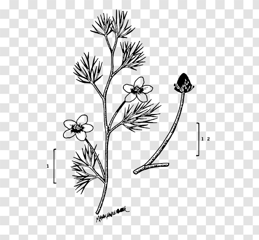 Twig Plant Stem Leaf Line Art Petal Transparent PNG