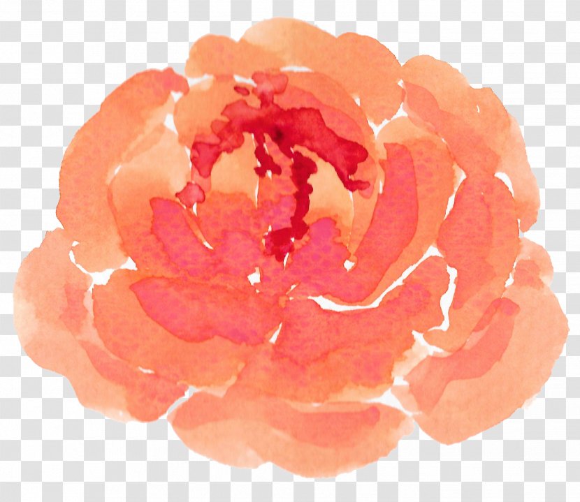 Garden Roses Watercolor: Flowers - Rose Order - Orange Transparent PNG