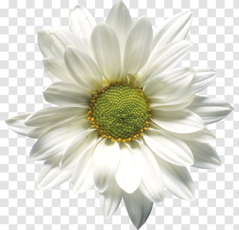 Chrysanthemum Microsoft Word Flower Clip Art - Oxeye Daisy Transparent PNG
