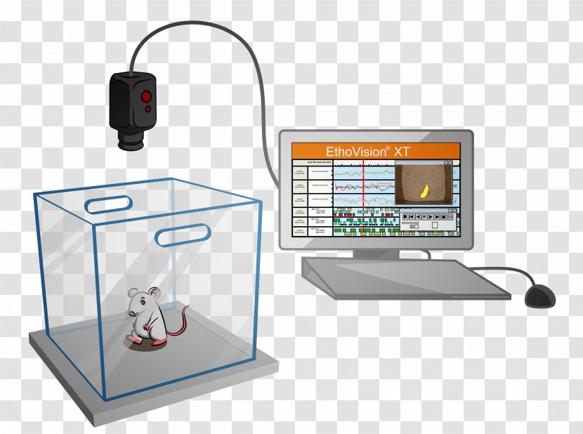 Open Field Mouse Behavior Elevated Plus Maze Test - Animal - Wall Hole Transparent PNG