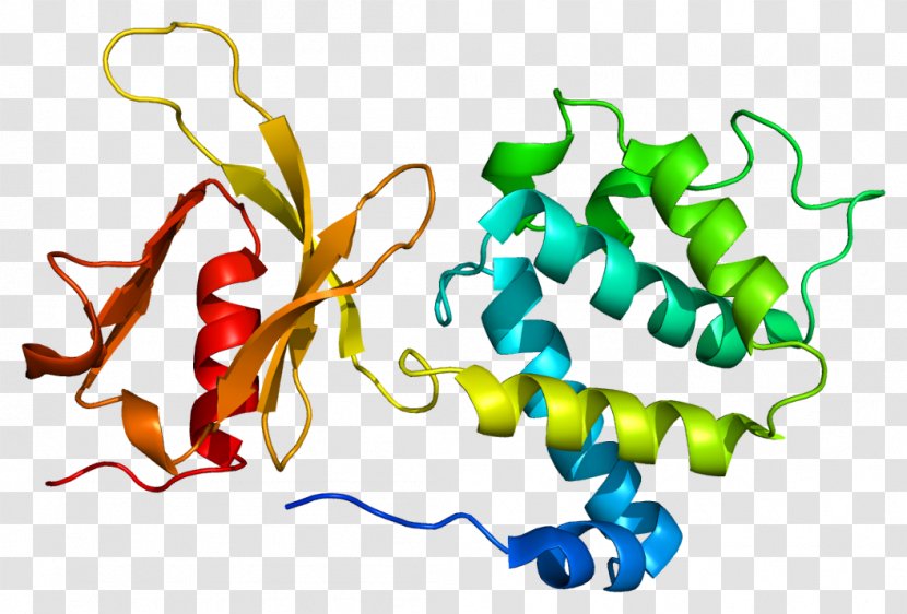 TLN1 FERM Domain Paxillin Protein - Area - Ferm Transparent PNG