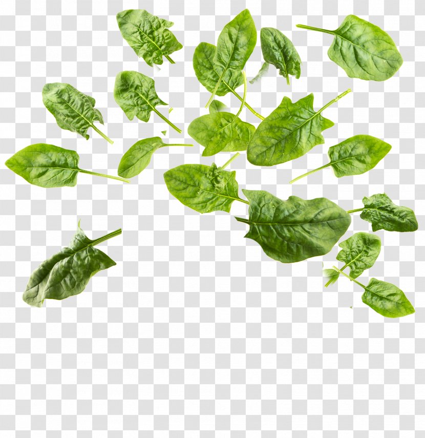 Spinach Leaf - Ingredient - Verdure Insignia Transparent PNG