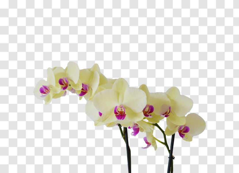 Moth Orchids Cut Flowers Light - Bloemenatelier Verde Transparent PNG