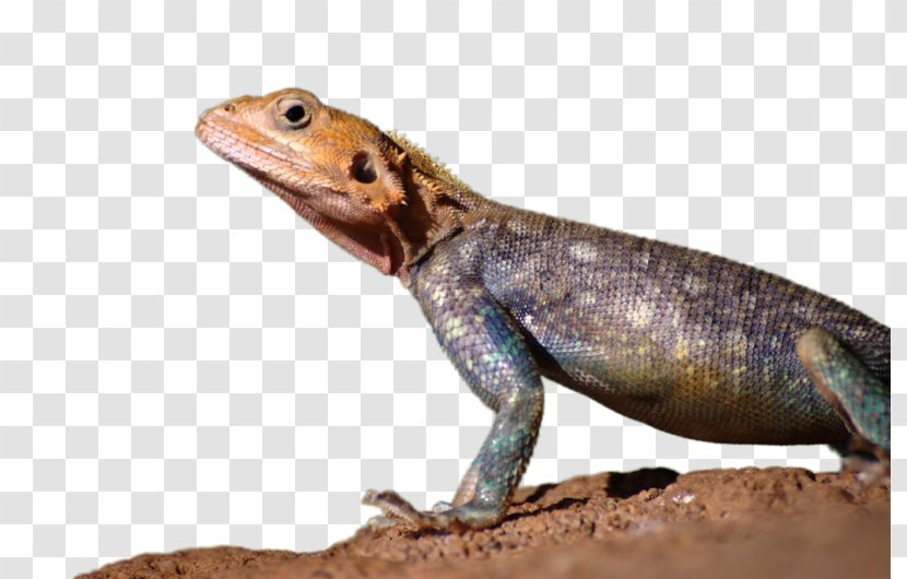 Agamas Lizard Gecko Advertising - Terrestrial Animal Transparent PNG