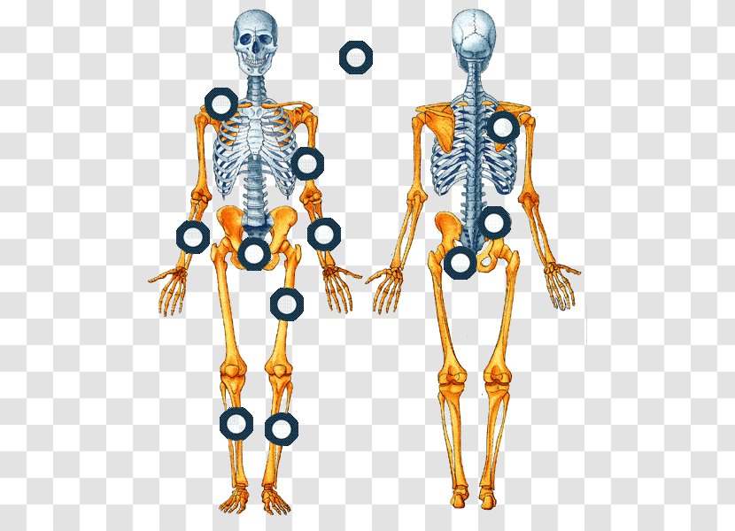 El Sistema Esquelético Human Skeleton Bone Axial Appendicular - Silhouette Transparent PNG