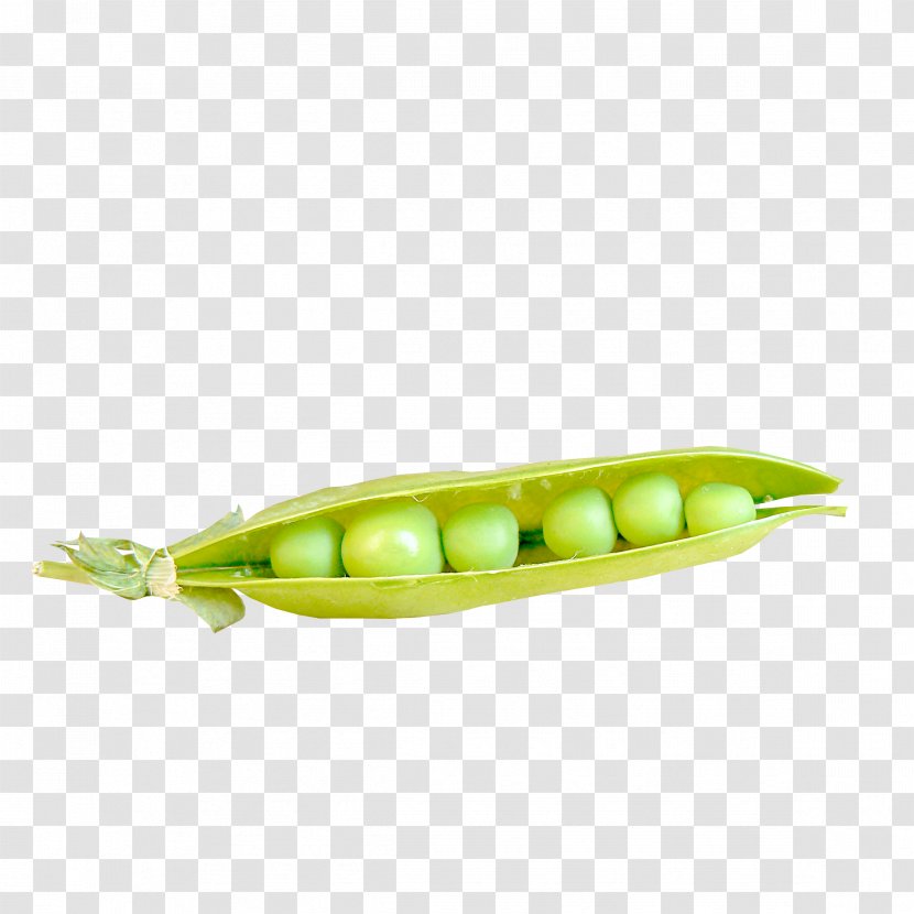 Pea Bean - Green Transparent PNG