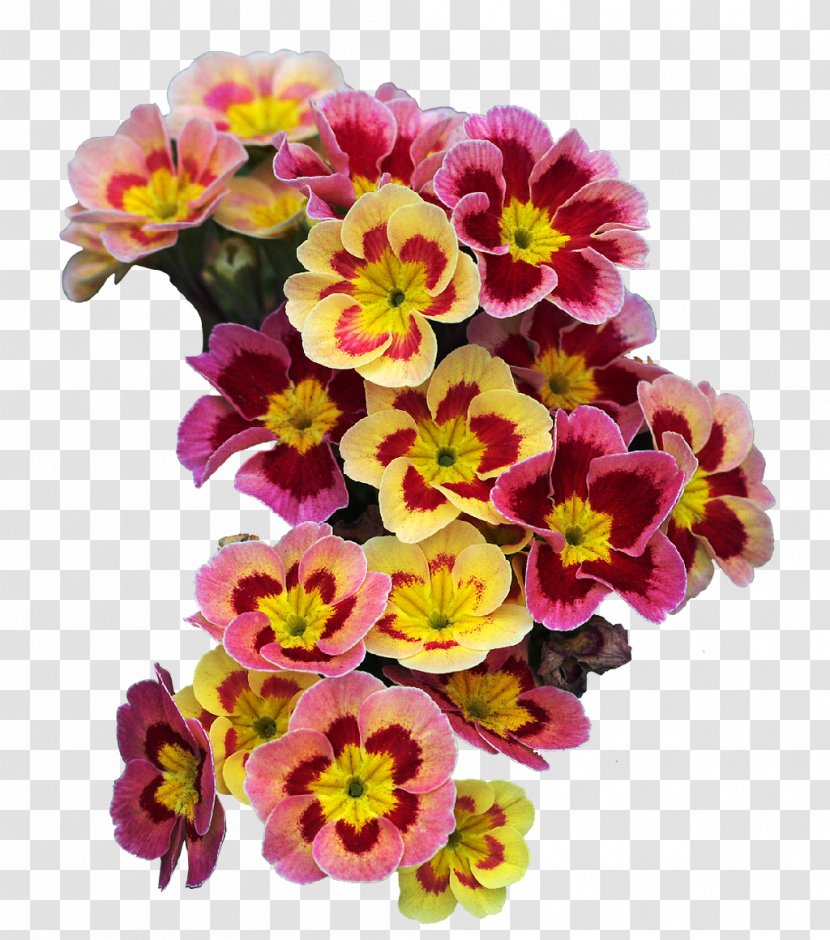 Primrose Cut Flowers Flower Bouquet Plant - Flowering - Green Frame Transparent PNG