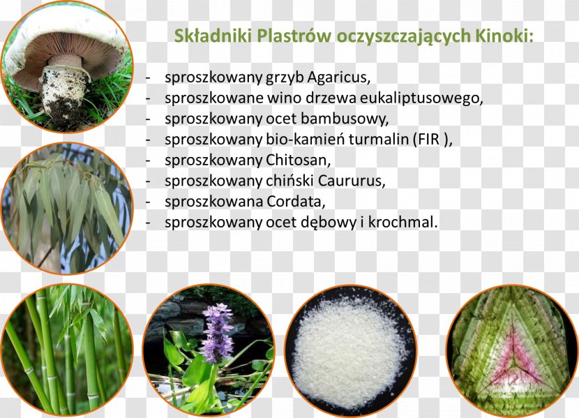 Adhesive Bandage Detoxification Foot Herbalism Alloy - Eukaliptus Transparent PNG